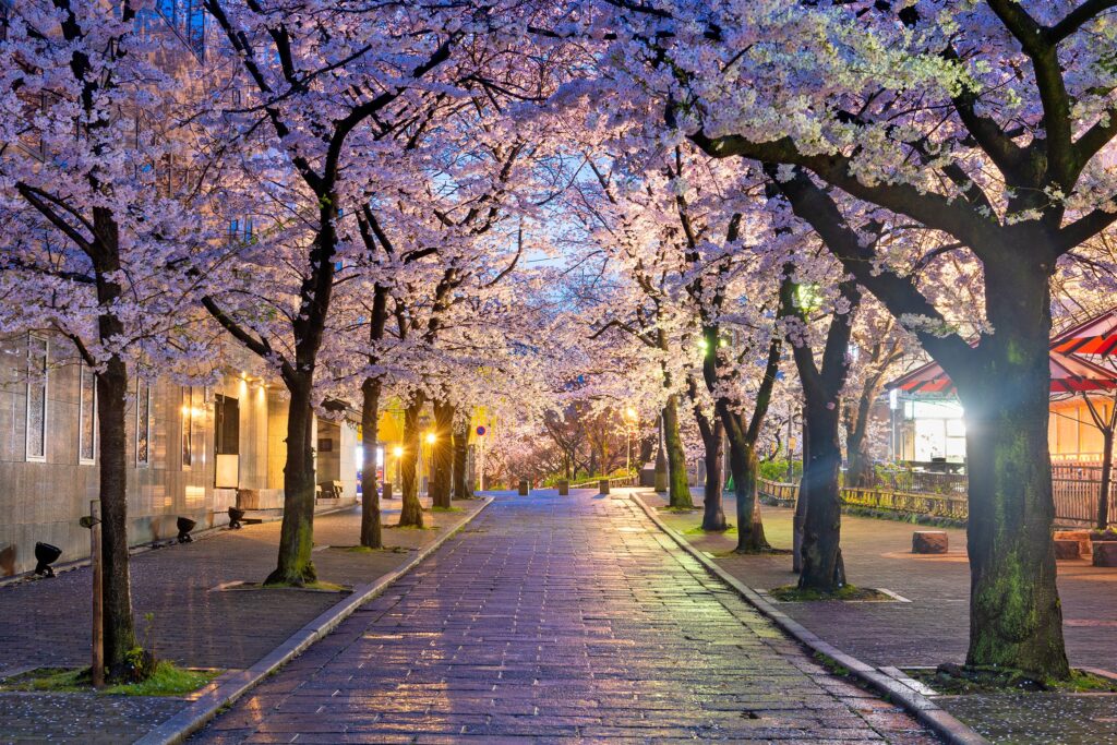 Gion Shirakawa, Kyoto, Japan during cherry blossom season at twilight.